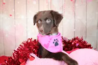 Vixen, a female Miniature Australian Shepherd for sale in Royse City, TX – Photo 3 of 7