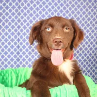 Vixen, a female Miniature Australian Shepherd for sale in Royse City, TX – Photo 7 of 9