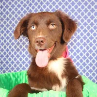 Vixen, a female Miniature Australian Shepherd for sale in Royse City, TX – Photo 8 of 9