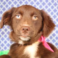 Vixen, a female Miniature Australian Shepherd for sale in Royse City, TX – Photo 2 of 9