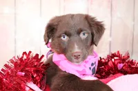Vixen, a female Miniature Australian Shepherd for sale in Royse City, TX – Photo 7 of 7