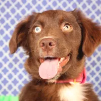 Vixen, a female Miniature Australian Shepherd for sale in Royse City, TX – Photo 4 of 9