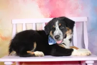 Legend ASDR in Puppy Pre-K, a male Australian Shepherd for sale in Royse City, TX – 2 of 7