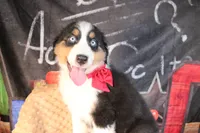 Cash AKC , a male Australian Shepherd for sale in Royse City, TX – 4 of 10