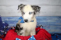 Colt AKC Blue Merle, a male Australian Shepherd for sale in Royse City, TX – 2 of 10