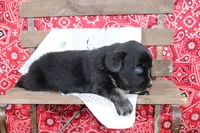 Wimberly ASDR Miniature Australian Shepherd, a female Miniature Australian Shepherd for sale in Royse City, TX – 6 of 8