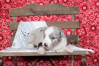 Tyler ASDR Minatare Australian Shepherd, a male Miniature Australian Shepherd for sale in Royse City, TX – 2 of 9