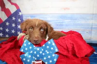 Cassidy AKC Red Tri Female, a female Australian Shepherd for sale in Royse City, TX – 4 of 9