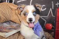 Rain ASCA/ASDR, a female Australian Shepherd for sale in Royse City, TX – 9 of 9