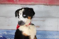 Walker AKC Tri, a male Australian Shepherd for sale in Royse City, TX – 10 of 10