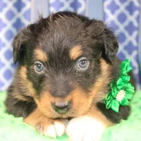 Bayou, a male Australian Shepherd for sale in Royse City, TX – Photo 9 of 9