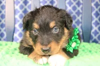 Bayou, a male Australian Shepherd for sale in Royse City, TX – Photo 9 of 9