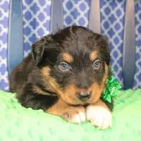 Bayou, a male Australian Shepherd for sale in Royse City, TX – Photo 8 of 9