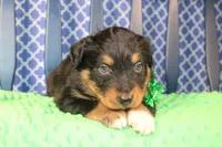Bayou, a male Australian Shepherd for sale in Royse City, TX – Photo 8 of 9