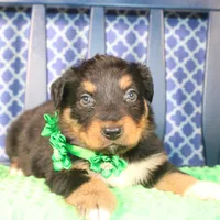 Bayou, a male Australian Shepherd for sale in Royse City, TX – Photo 2 of 9