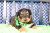Bayou, a male Australian Shepherd for sale in Royse City, TX – Photo 2 of 9