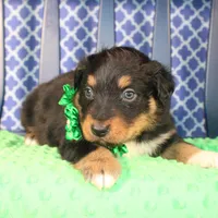 Bayou, a male Australian Shepherd for sale in Royse City, TX – Photo 6 of 9