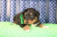 Bayou, a male Australian Shepherd for sale in Royse City, TX – Photo 6 of 9