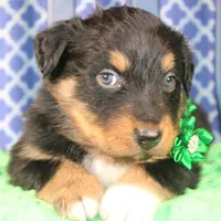Bayou, a male Australian Shepherd for sale in Royse City, TX – Photo 5 of 9