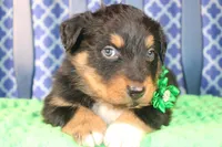 Bayou, a male Australian Shepherd for sale in Royse City, TX – Photo 5 of 9
