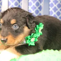 Bayou, a male Australian Shepherd for sale in Royse City, TX – Photo 4 of 9