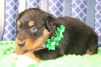 Bayou, a male Australian Shepherd for sale in Royse City, TX – Photo 4 of 9