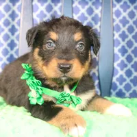 Bayou, a male Australian Shepherd for sale in Royse City, TX – Photo 3 of 9