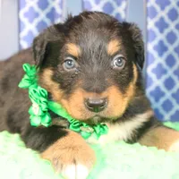Bayou, a male Australian Shepherd for sale in Royse City, TX – Photo 1 of 9