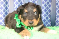 Bayou, a male Australian Shepherd for sale in Royse City, TX – Photo 1 of 9