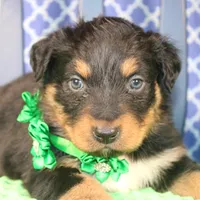 Bayou, a male Australian Shepherd for sale in Royse City, TX – Photo 7 of 9