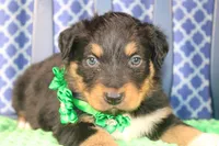 Bayou, a male Australian Shepherd for sale in Royse City, TX – Photo 7 of 9