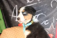 Willie AKC, a male Australian Shepherd for sale in Royse City, TX – 5 of 8