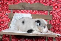 Tyler ASDR Minatare Australian Shepherd, a male Miniature Australian Shepherd for sale in Royse City, TX – 6 of 9