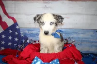 Colt AKC Blue Merle, a male Australian Shepherd for sale in Royse City, TX – 3 of 10
