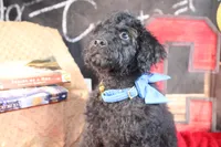 Clyde Puppy Pre-k Graduate, a male Miniature Aussiedoodle for sale in Royse City, TX – 2 of 10
