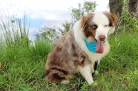 Bevo, a male Australian Shepherd for sale in Royse City, TX – 7 of 9