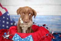 Cassidy AKC Red Tri Female, a female Australian Shepherd for sale in Royse City, TX – 8 of 9