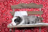 Midland ASDR Minatare Australian Shepherd, a male Miniature Australian Shepherd for sale in Royse City, TX – 4 of 10