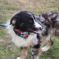 Cola, a male Australian Shepherd for sale in Royse City, TX – Photo 8 of 9