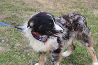 Cola, a male Australian Shepherd for sale in Royse City, TX – Photo 8 of 9