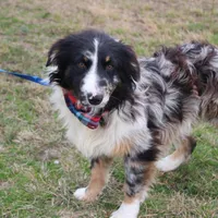 Cola, a male Australian Shepherd for sale in Royse City, TX – Photo 6 of 9