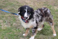 Cola, a male Australian Shepherd for sale in Royse City, TX – Photo 6 of 9