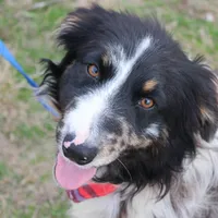 Cola, a male Australian Shepherd for sale in Royse City, TX – Photo 7 of 9