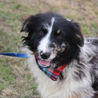Cola, a male Australian Shepherd for sale in Royse City, TX – Photo 3 of 9