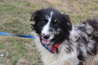 Cola, a male Australian Shepherd for sale in Royse City, TX – Photo 3 of 9