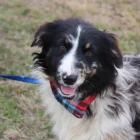 Cola, a male Australian Shepherd for sale in Royse City, TX – Photo 2 of 9