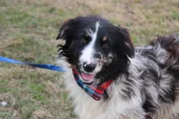 Cola, a male Australian Shepherd for sale in Royse City, TX – Photo 2 of 9