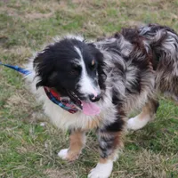 Cola, a male Australian Shepherd for sale in Royse City, TX – Photo 5 of 9