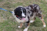 Cola, a male Australian Shepherd for sale in Royse City, TX – Photo 5 of 9