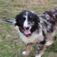 Cola, a male Australian Shepherd for sale in Royse City, TX – Photo 9 of 9